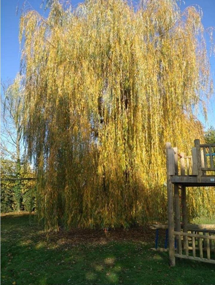 Élagueur professionnel à Plaisance-du-Touch