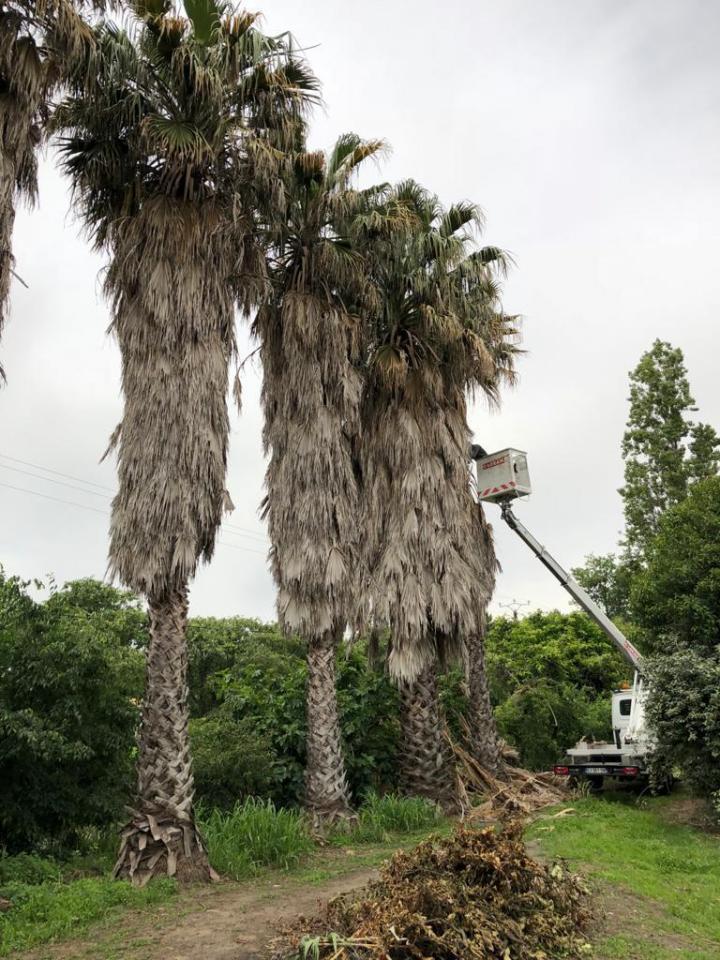 Élagueur Plaisance-du-Touch