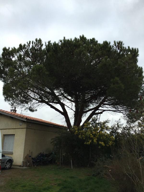 Abattage d'arbres Plaisance-du-Touch