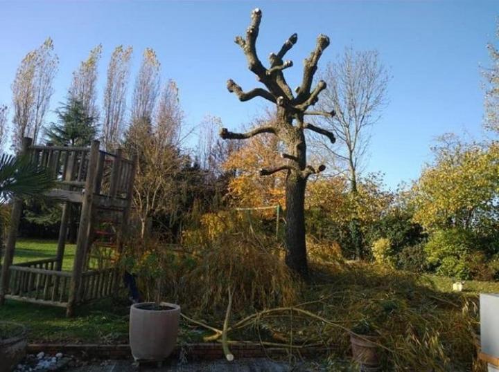 Abattre des arbres à Plaisance-du-Touch