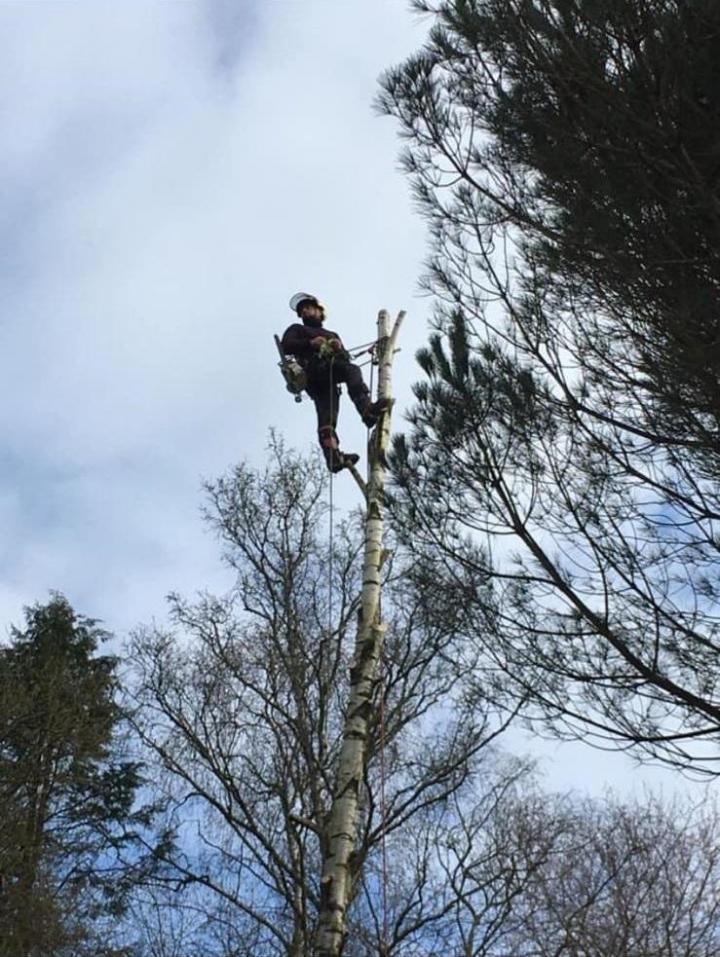 Tailler des haies à Plaisance-du-Touch