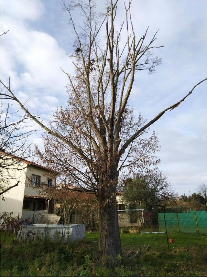 Taille de haies Plaisance-du-Touch